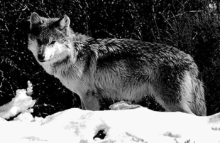 Wilk meksykański. Fot. The California Wolf Center