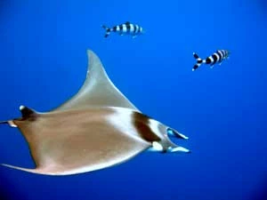 Mobula. Fot. sarsifa, flickr.com/photos/sarahfaulwetter/2992386237/