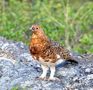 Pardwa mszarna kura. Fot. Marek Styczyński