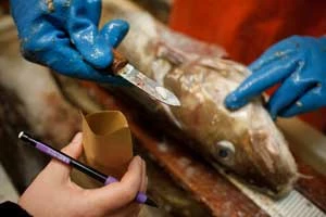 Naukowcy pobierają próbkę otolitu z ucha wewnętrznego dorsza, dzięki któremu będą mogli oszacować wiek ryby. Copyright: Corey Arnold & Pew