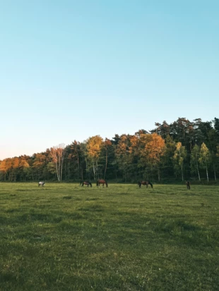 Pastwisko na skraju Puszczy Kampinoskiej. Fot. Anna Korn-Barcikowska