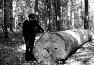 200-letni świerk wycięty w rezerwacie. Fot. Janusz Korbel