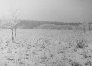 Torfowiska nad Rospudą w miejscu planowanej drogi. Fot. Adam Bohdan