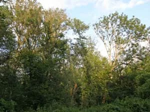 Las Mątawski – rezerwat przyrody w widłach Wisły i Nogatu, ostatni relikt naturalnych lasów Żuław Wiślanych (las łęgowy jesionowo-wiązowy i topolowy, 150-180 lat) – położony 9 km na wschód od planowanej Elektrowni Północ, zagrożony przez jej emisje gazowo-pyłowe z przyszłej elektrowni. Fot. Leszek Pazderski