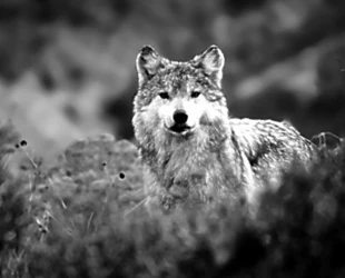 Wilk meksykański. Fot. The California Wolf Center