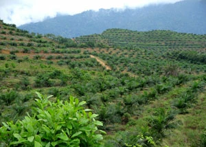Fot. Z archiwum weneedtrees.com