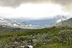 Środowisko życia pardwy mszarnej. Fot. Marek Styczyński