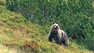 
Samiec niedźwiedzia prowadzi skryte życie, spotkanie z nim jest niezwykle rzadkim doświadczeniem, arollafilm.com

