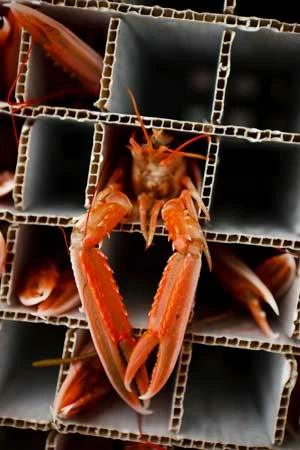 Złowione homarce. Homarzec jest trzecim najczęściej poławianym gatunkiem przez brytyjską flotę rybacką. Copyright: Corey Arnold & Pew