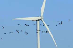 Wiatraki stanowią zagrożenie dla ptaków, jednak technologie pozwalają zmniejszyć liczbę kolizję. Fot. Nick Upton, The Royal Society for the protection of Birds