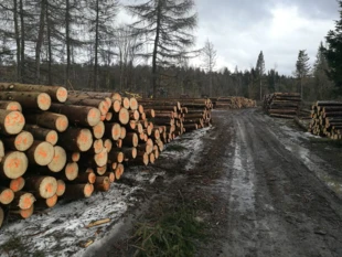 Skład przy rezerwacie „Źródliska Jasiołki” w Beskidzie Niskim, 2024 r. Fot. Grzegorz Bożek