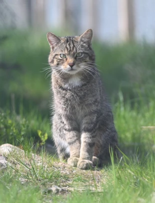 Badania genetyczne dowodzą, że biała plama na brodzie nie oznacza jeszcze, że żbik jest mieszańcem. Fot. Saving Wildcats