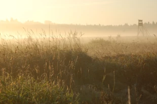 Rykowisko w Puszczy Białowieskiej, 2011 r. Fot. Sylwia Szczutkowska