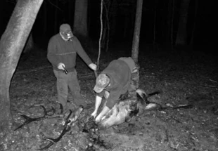 
Myśliwi odcinają głowę jeleniowi zastrzelonemu w nocy w Puszczy Białowieskiej. Fot. Adam Bohdam
