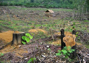Fot. Z archiwum weneedtrees.com