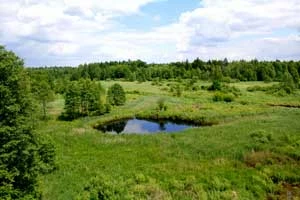 Białowieski Park Narodowy. Fot. Joanna Śladowska