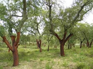 Las korkowy – Montado. Fot. Adam Bohdan