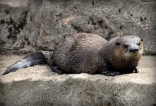 Wydra morska, jako jedno z nielicznych zwierząt, posługuje się narzędziami. Fot. Pixabay