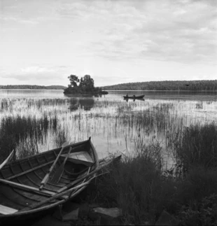 Trawiaste jezioro. W Finlandii jest 188 tysięcy jezior, największym z nich jest jezioro Saimaa o powierzchni 4400 km2, w którym występuje reliktowy gatunek foki słodkowodnej (nerpy fińskiej Pusa hispida saimensis). Fot. E.M. Staf, źródło: Vapriikin kuva-arkisto za Finna.fi