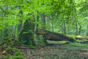 Puszcza Białowieska. Fot. Aleksander Bołbot