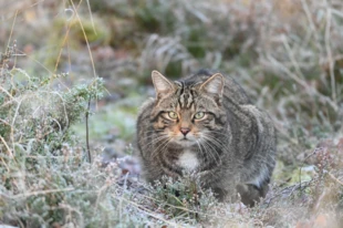 Cierpliwość, skupienie i precyzja – to cechy doskonałego łowcy. Fot. Saving Wildcats