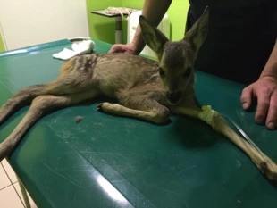 Co roku do lecznicy trafia wiele sarniąt okaleczonych w czasie koszenia łąk. Fot. Archiwum Gabinetu Weterynaryjnego Med Wet