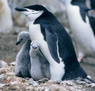 
Relacje homoseksualne powszechnie występują u pingwinów maskowych. Fot. noaa.gov wikipedia.org
