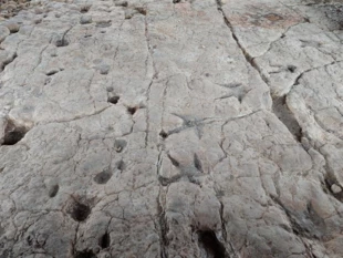 Tropy dinozaurów a może diabłów – pokutników. Fot. Łukasz Misiuna