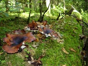 Puszcza Białowieska. Fot. Adam Bohdan