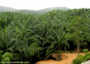 Fot. Z archiwum weneedtrees.com