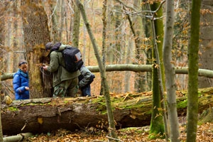 Poszukiwania owadów saproksylicznych. Fot. Łukasz Koba