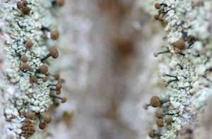 Chaenotheca trichialis. Fot. Adam Bohdan