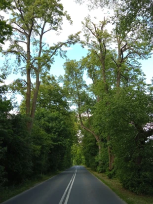 Zabytkowa aleja lipowa przy ulicy Meteorytowej. Fot. Bartosz Świątek