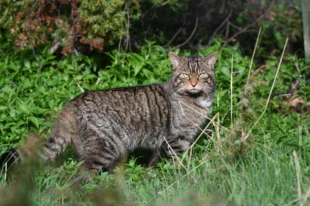 Gruby, tępo zakończony ogon z czarnymi pierścieniami to typowa cecha żbika. Fot. Saving Wildcats