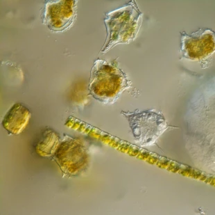 Te oceaniczne maleństwa – okrzemki, bruzdnice, kokolitofory pobierają światło i dwutlenek węgla na powierzchni morza, po czym, po parodniowym życiu toną – jeżeli opadną na dno poniżej 2000 m pobrany przez nie CO2 nie wróci do atmosfery przez miliony lat – zamieni się w skałę osadową. Na płyciznach ten proces nie działa, bakterie i wirusy rozłożą martwe komórki na elementy i węgiel wraca do obiegu w czasie kilku – kilkunastu lat. Fot. Agnieszka Tatarek, archiwum IOPAN