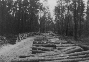 Drawieński Park Narodowy wiosną 2005 r. Fot. Archiwum