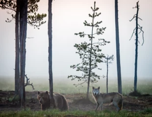 
Niedźwiedź i wilk. Fot. Joni Valkila, Instagram: joni_valkila

