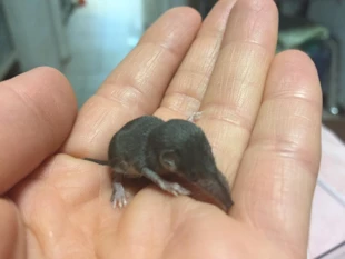 Wszystkie ryjówkowate są w Polsce objęte ochroną częściową. Tę próbował upolować kot. Fot. Archiwum Gabinetu Weterynaryjnego Med Wet