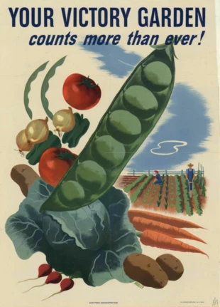 Brytyjski plakat z czasów drugiej wojny światowej promujący przydomowe ogródki warzywne: „Kop (ziemię) dalej dla zwycięstwa”. Źródło: wikipedia.org