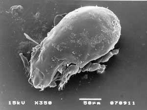 Tectocepheus velatus – po kilka osobników tego glebowego saprofagicznego mechowca można znaleźć na jabłkach, malinach czy truskawkach. Fot. Piotr Skubała