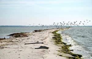 Ryf Mew. Fot. Jacek Urbański