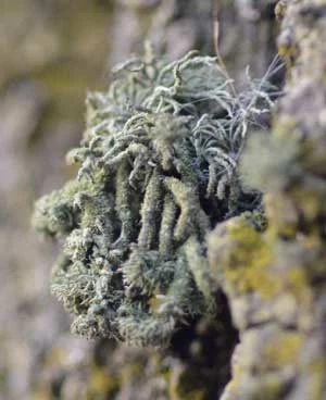 Usnea hirta. Fot. Adam Bohdan