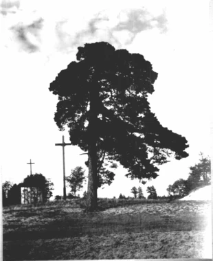 Sosna powstańców – zdjęcie Sosny Powstańców wykonane przez Romana Kobendzę w 1924 r. Źródło: Archiwum Kampinoskiego Parku Narodowego