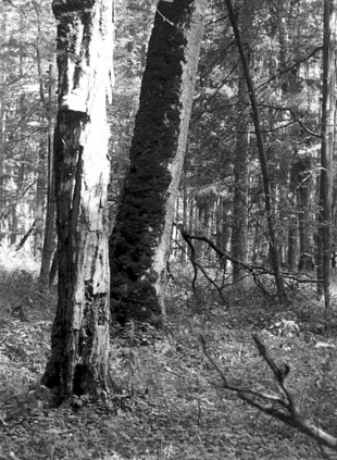 Puszcza Białowieska – rezerwat ścisły. Fot. Wojciech Lewandowski