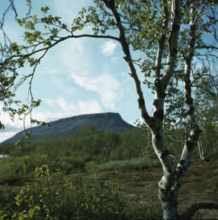 Saana, Saanatunturi (w języku lapońskim Sána) – góra o wysokości 1029 m n.p.m. w pobliżu granicy Finlandii ze Szwecją i Norwegią. Uważana za święty szczyt Saamów. Zachodnia strona Saany została objęta ochroną w 1988 r., na jej zboczach żyje wiele gatunków motyli, a z samym wzniesieniem łączą się liczne legendy. Fot. Volker von Bonin, źródło: Finnish Heritage Agency za Finna.fi