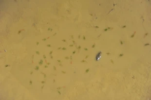 Dziwogłówki i przekopnice. Fot. Łukasz Misiuna