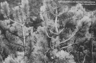 Kosodrzewina po sezonie narciarskim. Fot. Janusz Korbel