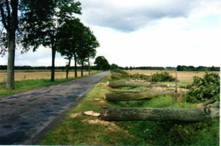 
Po wejściu w życie w 2004 roku przepisów ustawy o ochronie przyrody wycięto wiele drzew i alei przydrożnych (na zdjęciu droga Mikołajki – Orzysz w 2005 r.). Fot. Krzysztof A. Worobiec
