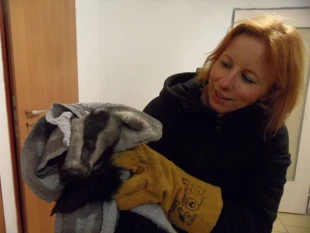 Izabela Całus i jeden z tegorocznych podopiecznych – młody borsuk. Fot. Archiwum Gabinetu Weterynaryjnego Med Wet