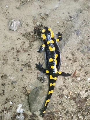 Salamandra w Dolinie Wapienicy. Fot. Dagmara Stanosz